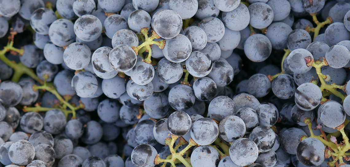 Harvest at Ribera del Júcar