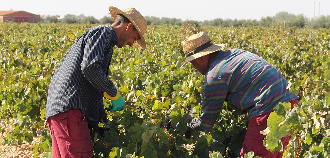 Harvest at Ribera del Júcar